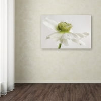 Трговска марка ликовна уметност „бел анемон цвет“ платно уметност од Кора Ниле