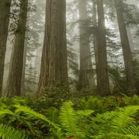 Калифорнија, РЕДВУДС Нп редвуд дрвја и магла Од Кети-Гордон Илг
